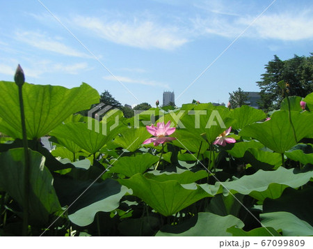 千葉公園のオオガハスの桃色の花 千葉公園のオオガハスの桃色の花 67099809