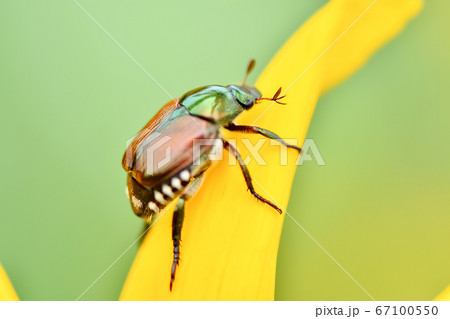 マメコガネ 67100550