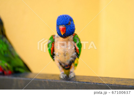 Mating games Rainbow Lorikeet. A faded parrot 67100637