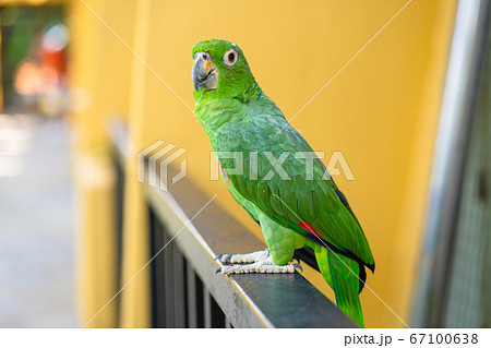 Green parrot close-up portrait. Bird park, 67100638