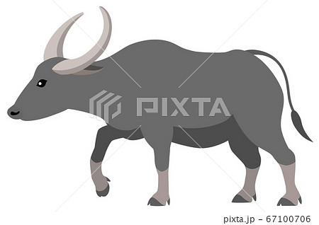 水牛 白背景のイラスト素材