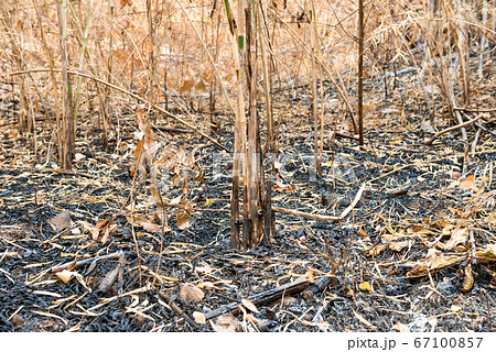 Dry trees and ashes in burnt bamboo forest Dry trees and ashes in burnt bamboo forest 67100857