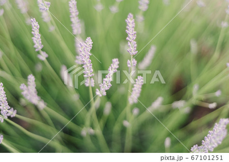 Lavender spikes. Field of Lavender, Lavandula angustifolia, Lavandula officinalis 67101251