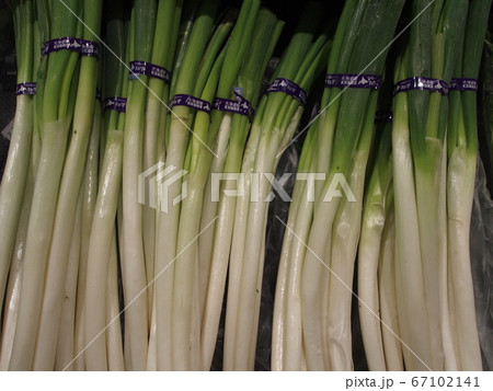 野菜_ネギ 野菜_ネギ 67102141