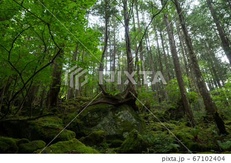 横谷温泉峡の苔むした道 67102404