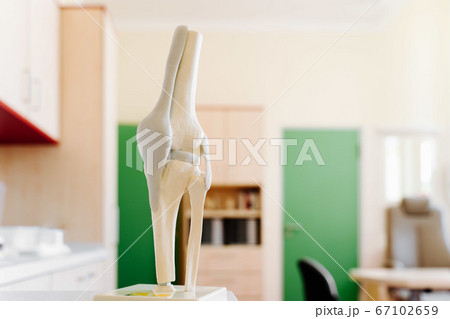 Model of Human knee and leg for medical education Model of Human knee and leg for medical education 67102659