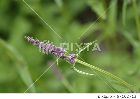 Purple betony Purple betony 67102713