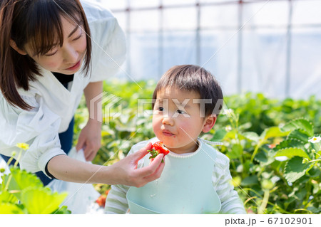 家族で苺狩り　幼児　いちご狩り 67102901