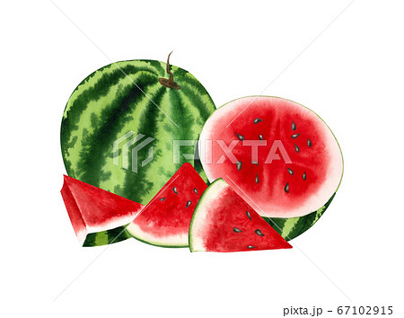 Watercolor illustration of whole, half and slices watermelon. Hand drawn summer berry composition of catted ripe watermelon isolated on white background Watercolor illustration of whole, half and slices watermelon. Hand drawn summer berry composition of catted ripe watermelon isolated on white background 67102915