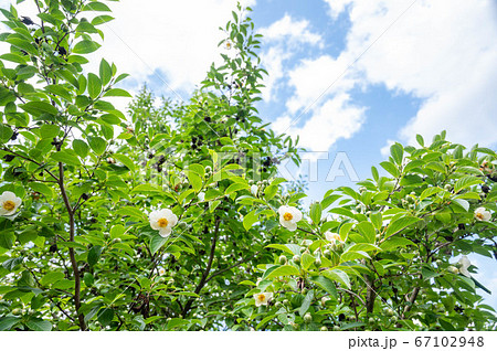 ナツツバキの花 ナツツバキの花 67102948
