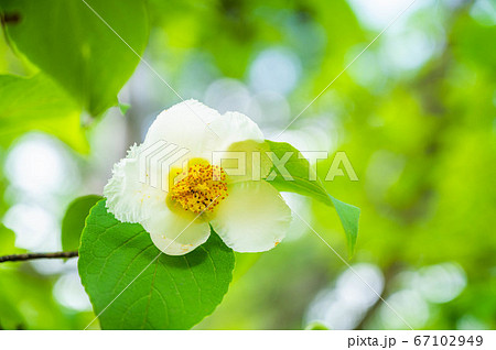 ナツツバキの花 67102949