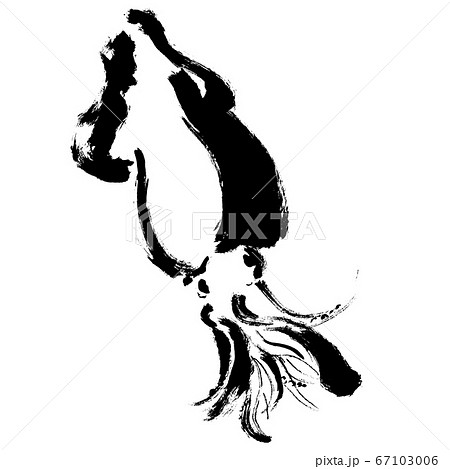 スルメイカの手描きイラスト イカのイラスト スルメイカの手描きイラスト イカのイラスト 67103006