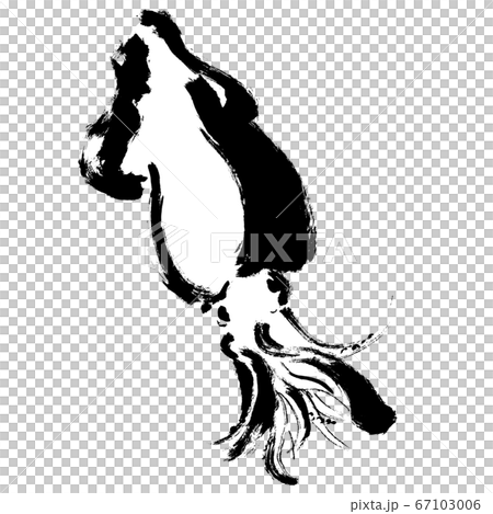 スルメイカの手描きイラスト イカのイラスト スルメイカの手描きイラスト イカのイラスト 67103006