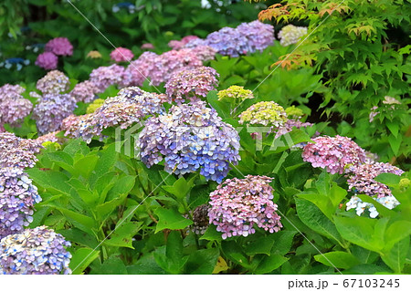 紫陽花 67103245