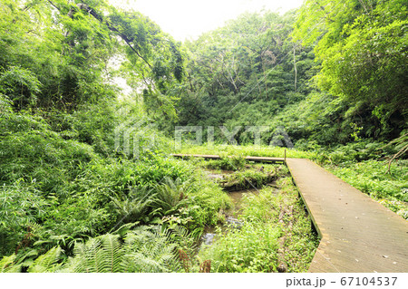 関東随一の湿地の小網代の森（梅雨） 67104537