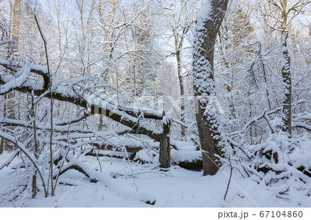 Winter landscape of natural forest with dead oak 67104860