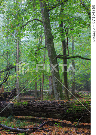 Broken old large oak and misty stand in background 67104869