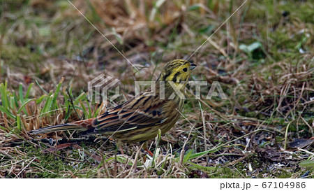 Yellowhammer (Emberiza citrinella) female in Yellowhammer (Emberiza citrinella) female in 67104986