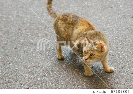 猫が構えたポーズ 67105302