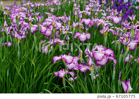 花菖蒲 花菖蒲 67105775
