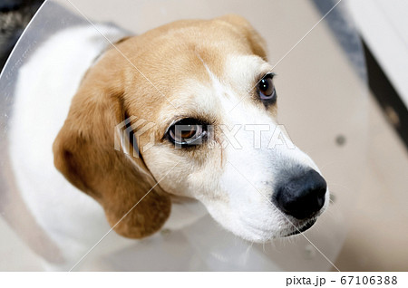 エリザベスカラーをつけたビーグル犬の写真素材