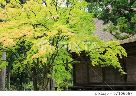 岩手県平泉6月　毛越寺　 67106667