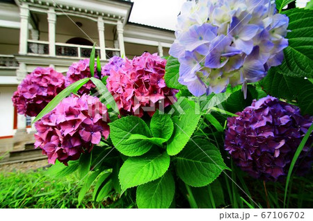 織物町に咲いた紫陽花 67106702