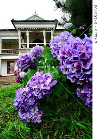 織物町に咲いた紫陽花 67106703