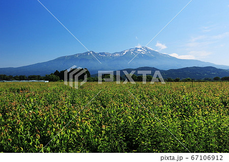 山形庄内平野　初夏　梨畑と鳥海山 67106912