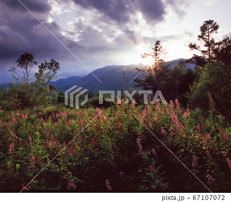 戦場ケ原（奥日光　日本）に咲きホサキシモツケに夕日のスポットライトを浴びて輝く風景 67107072