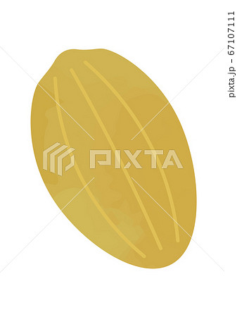 カカオ豆のイラストのイラスト素材 67107111 Pixta