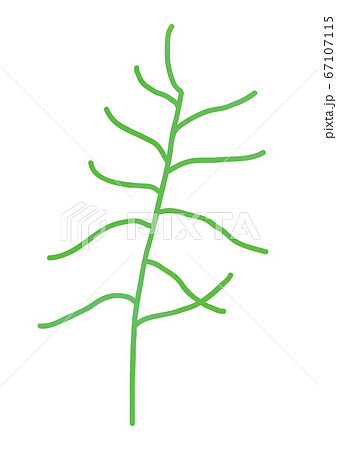 オカヒジキのイラスト オカヒジキのイラスト 67107115