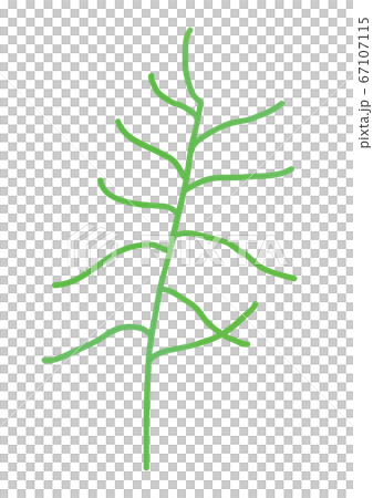 オカヒジキのイラスト オカヒジキのイラスト 67107115