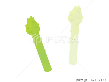アスパラガス 白アスパラガスのイラストのイラスト素材