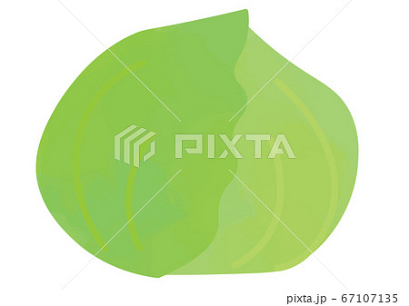 キャベツのイラスト キャベツのイラスト 67107135