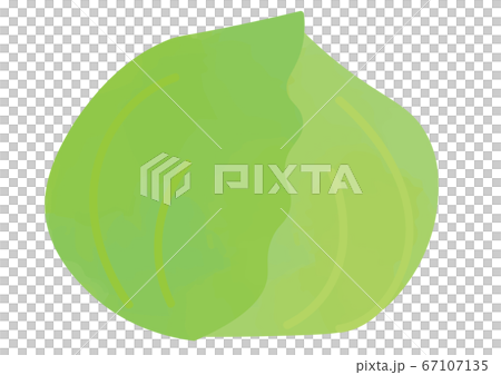 キャベツのイラスト キャベツのイラスト 67107135