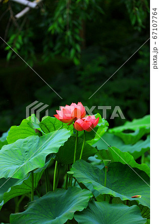 滋賀県草津市 水生植物公園みずの森の風景 スイレン池 7月 の写真素材