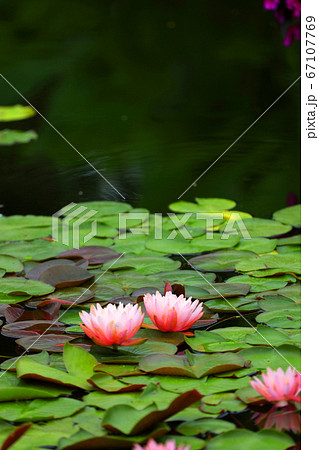 滋賀県草津市 水生植物公園みずの森の風景 スイレン池 7月 の写真素材