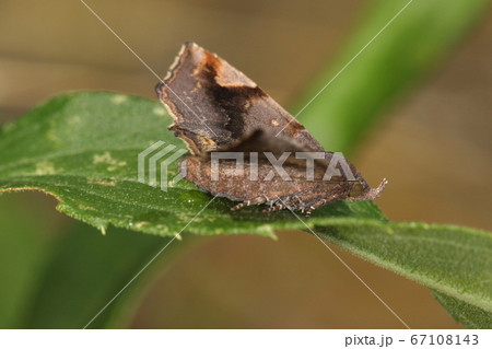 生き物　昆虫　リンゴツマキリアツバ、横から見ると。上向き長めで牙のような下唇鬚が見えます 67108143