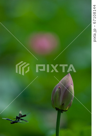 非常に珍しい蝶トンボの交尾の飛翔と蓮の花 非常に珍しい蝶トンボの交尾の飛翔と蓮の花 67108144
