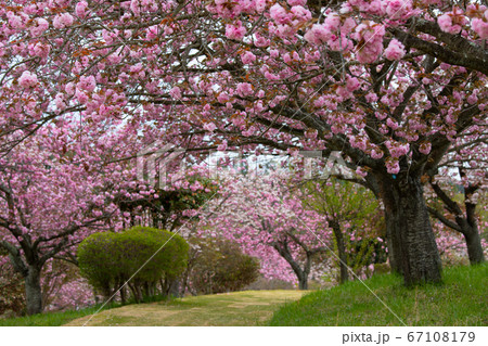 八重の桜のトンネル(静峰公園、茨城県、日本)の満開に咲いた八重桜 八重の桜のトンネル(静峰公園、茨城県、日本)の満開に咲いた八重桜 67108179