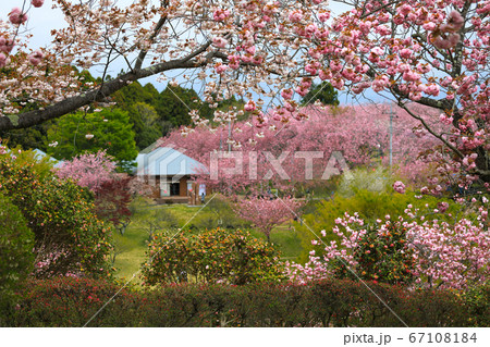 静峰公園（茨城県　日本）の満開に咲いた八重桜 67108184