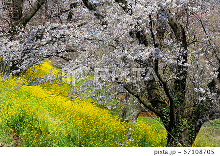 城ケ谷桜堤10 67108705