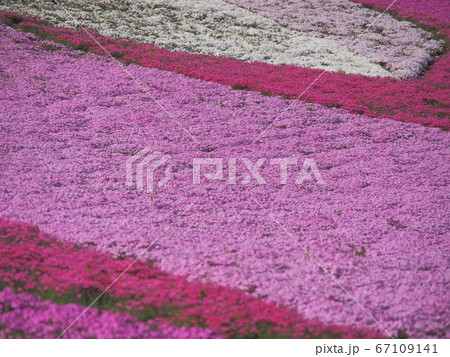 秩父羊山公園の芝桜 秩父羊山公園の芝桜 67109141