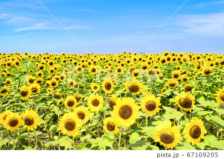 横須賀市　ソレイユの丘　ひまわり畑 67109205