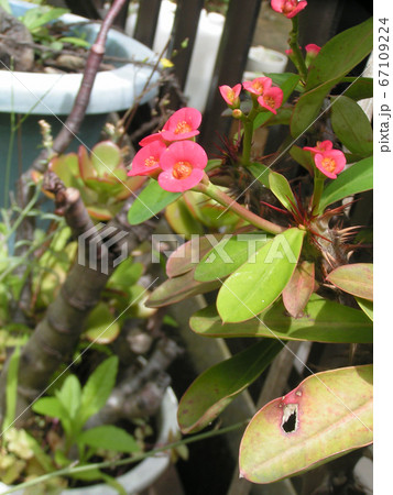 キリンのように細身の体の上に花を付けるハナキリンの写真素材