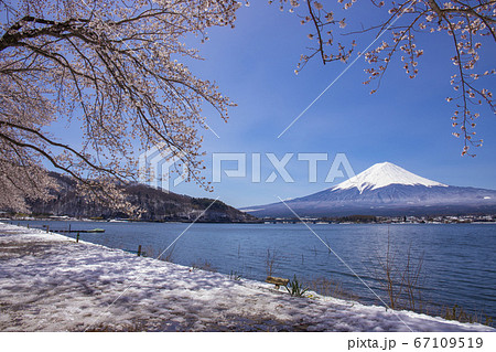 【山梨県】桜満開の河口湖北岸から望む富士山 【山梨県】桜満開の河口湖北岸から望む富士山 67109519
