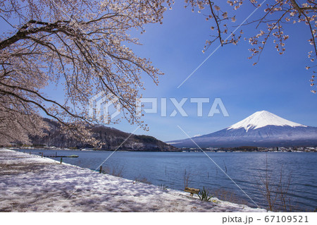 【山梨県】桜満開の河口湖北岸から望む富士山 【山梨県】桜満開の河口湖北岸から望む富士山 67109521