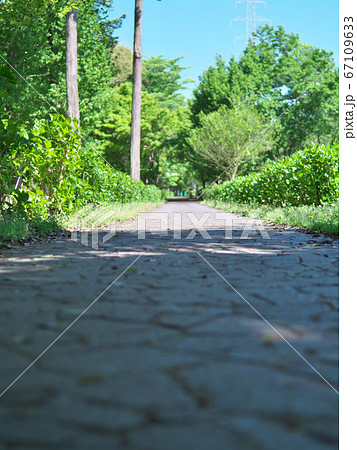 春の公園の歩道 67109633