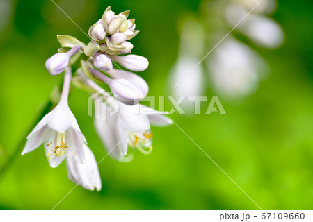 オオハギボウシ オオハギボウシ 67109660